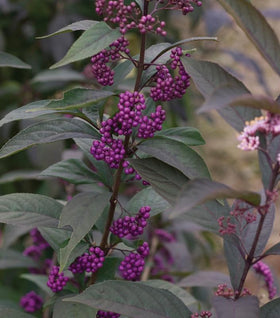 Purple Pearls Beautyberry