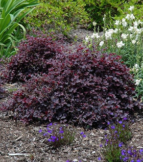 Purple Pixie® Loropetalum