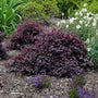 Purple Pixie Loropetalum Shrub planted in a mixed mulch garden