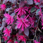 Purple Pixie Loropetalum Shrubs have pinkish purple flowers