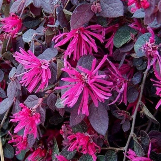 Purple Pixie Loropetalum Shrubs have pinkish purple flowers
