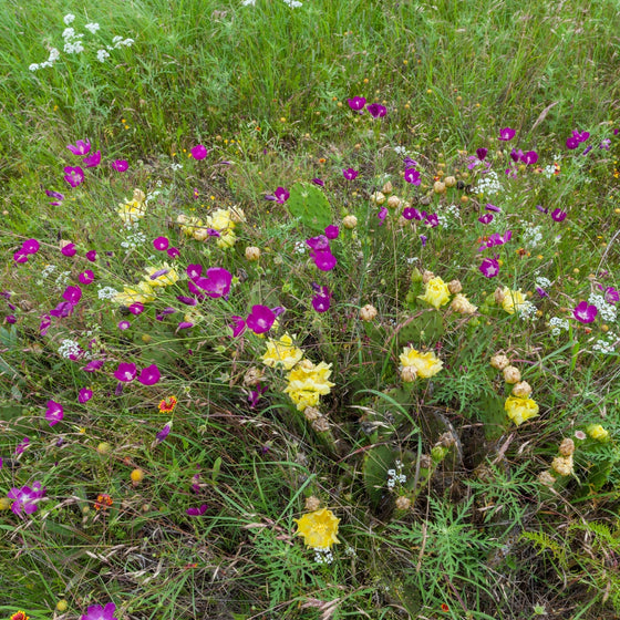 purple groundcover plant