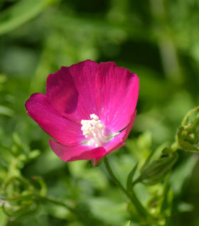 Purple Poppy Mallow
