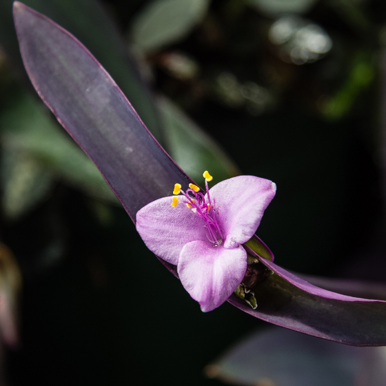 Close up of Purple Queen Setcreasea Plant