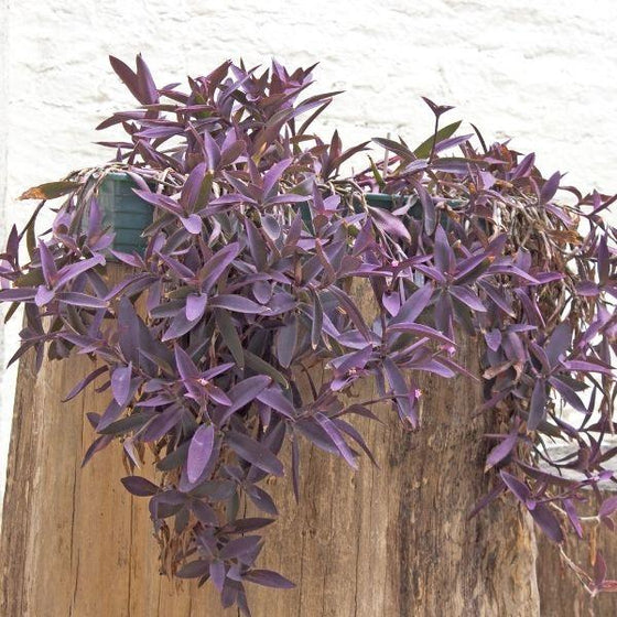 trailing foliage on the purple queen setcreasea plant