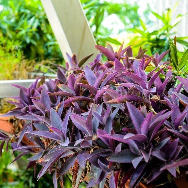 purple queen plant indoors Purple Queen Setcreasea