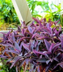 Purple Queen Setcreasea
