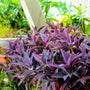 thick purple leaves on the setcreasea purple queen plant