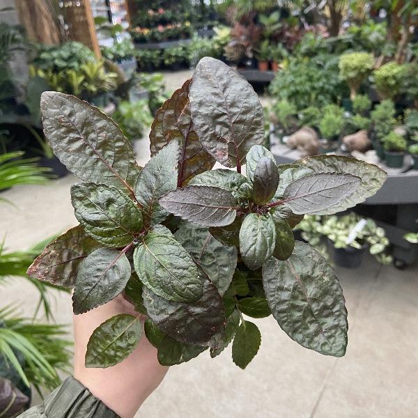 zz waffle plant Purple Waffle Plant Hemigraphis