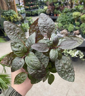 Purple Waffle Plant Hemigraphis