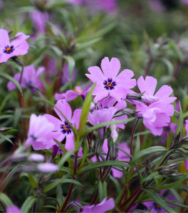 Phlox Purple Beauty