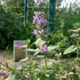 close look at the blue purple bloom of nepeta purrsian blue catmint