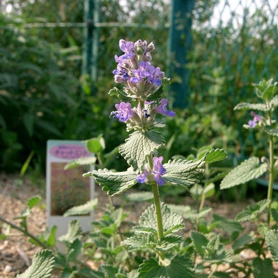 close look at the blue purple bloom of nepeta purrsian blue catmint