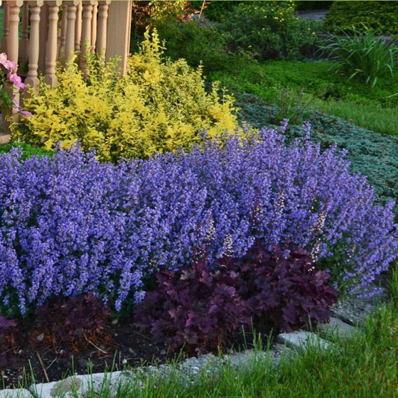 nepeta purrsian blue in a mixed garden