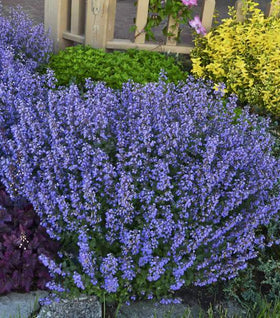 Purrsian Blue Catmint