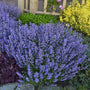 nepeta purrsian blue catmint is a clumping perennial