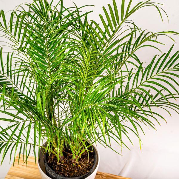 Pygmy Date Palm for Sale | Garden Goods Direct