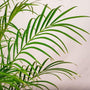 Distinctive palm foliage of the Date Palm Tree house plant 