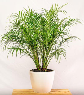 Pygmy Date Palm