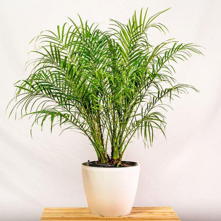date palm cats Pygmy Date Palm