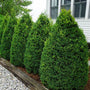 columnar boxwood shrub