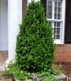 Pyramidal Boxwood