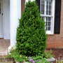 pyramidal boxwood shrub