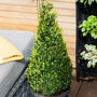 american boxwood pyramid form