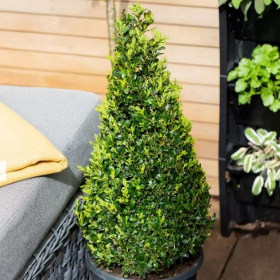 american boxwood pyramid form