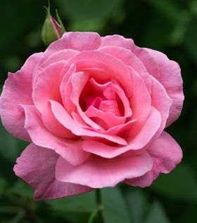 Queen Elizabeth Rose