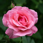 Close-up of Queen Elizabeth grandiflora rose showing double soft pink petals, high-centered bloom form, and light tea fragrance