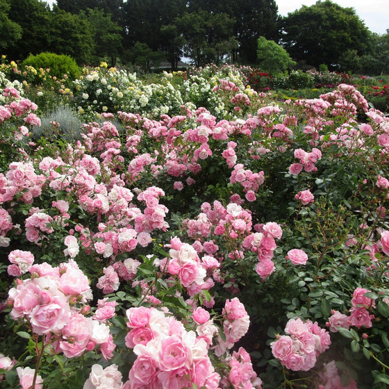 Queen Elizabeth rose in full sun with tall upright canes and soft pink blooms above glossy green foliage in a classic border planting