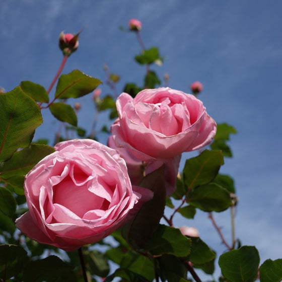 Queen Elizabeth rose in a large container near a sunny patio, producing long-stem pink blooms for cutting and seasonal color