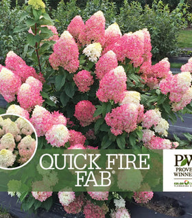 Quick Fire Fab® Hydrangea