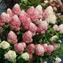 Hydrangea paniculata SMNHPM with white flowers turning pink and red