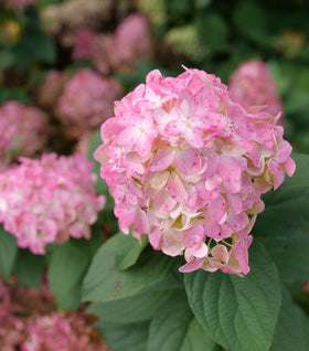 Quick Fire Fab® Hydrangea