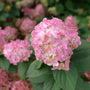 Hydrangea paniculata SMNHPM with white flowers turning pink and red