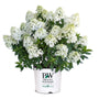 Quick Fire Fab® Hydrangea