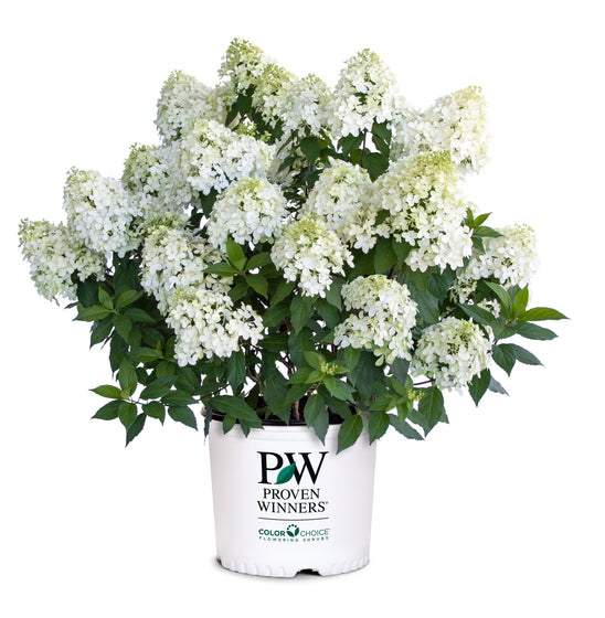 Quick Fire Fab® Hydrangea