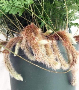 Rabbits Foot Fern