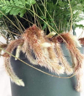 Rabbits Foot Fern
