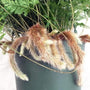 Rabbit's Foot Fern good luck plant with silver brown fuzzy leaves