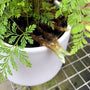 Rabbit Foot Fern with fuzzy rhizomes in a green nursery pot