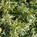 Abelia Radiance variegated leaves