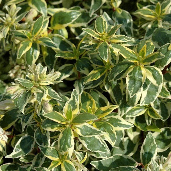 Abelia Radiance variegated leaves