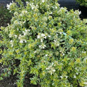 Abelia Radiance Shrubs have fragrant white flowers