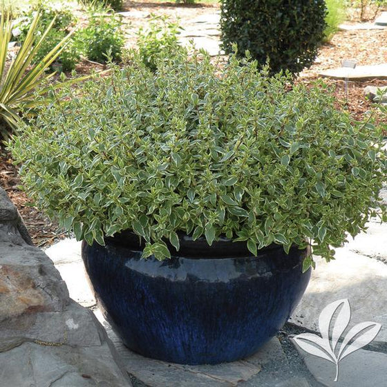 Abelia Radiance used as a container plant