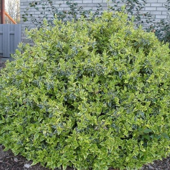 Radiance Abelia with it's variegated leaves