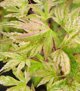 Radiant Japanese Maple