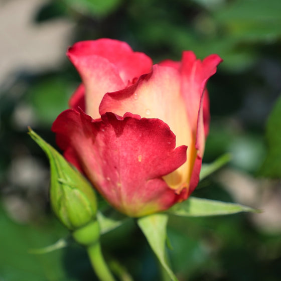 close up view of unique yellow to red flowers on rainbow sorbet floribunda rose tree